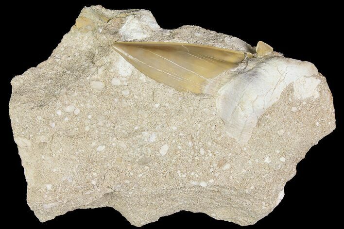 Eocene Otodus Shark Tooth Fossil in Rock - Huge Tooth! #174044